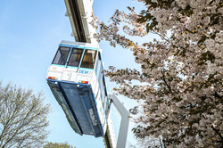 TU im Frühling_03 H-Bahn zwischen blühenden Kirschblütenbäumen.