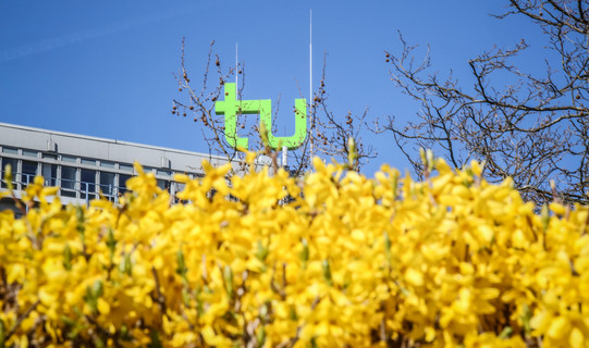 TU im Frühling_04 Das TU-Logo umgeben mit gelben Blüten von Blumen.