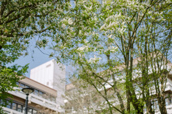 TU im Frühling_08 Das TU Gebäude umgeben von blühenden Bäumen.