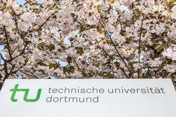 TU im Frühling_05 Eine Informationssäule der TU Dortmund umgeben von blühenden Kirschblüten.
